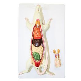 Rat Dissection Model